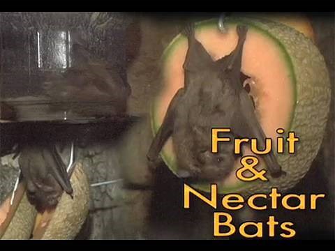 Fruit & Nectar Bat Feeding at the Children's Zoo