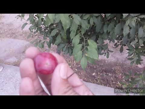 Dwarf Plum easy to grow / How to Grow a plum plant in a container