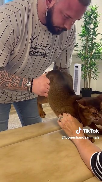 Cat in Pain: Understanding Feline Back Issues