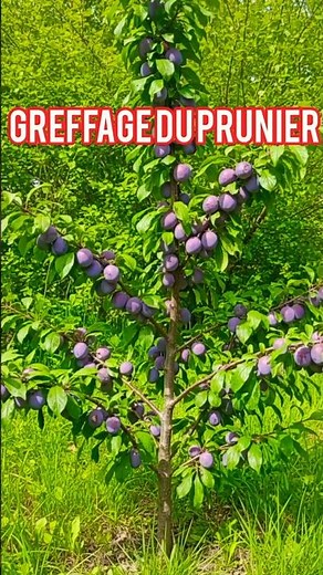 Greffage Simple du Prunier Des Résultats Parfaits