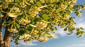 Linden Blossom Essential Oil / Origin France - Etsy UK