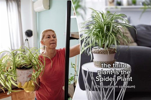 Stop dusting your home — and let these 3 houseplants do the work for you
