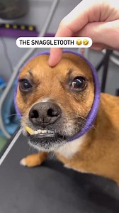 2.9K views · 100 reactions | def not a min pin but that’s okay! Tyson still looks adorable and like a freshly crisp chicken nugget  . Follow for more dog videos  What breed would you want to see next . #minipinscher #minpin #minipin | Dogs by Logan | Facebook