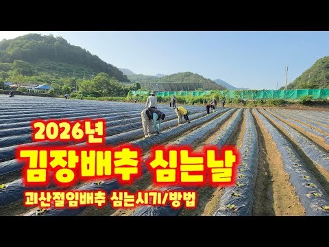Planting Kimchi Cabbage: 30 Days After Sowing, Goesan Salted Cabbage [How to Grow Kimchi Cabbage]