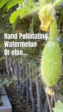 Watermelon Must-Hand Pollinating