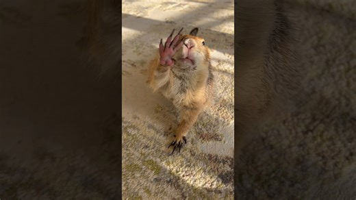 Prairie Dog’s Adorable Morning Routine