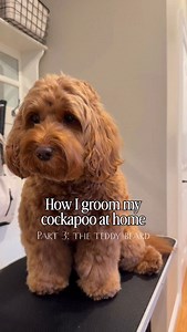 Part 3: The Teddy Beard 🧸 For those that have been asking to see how I groom Indy’s face🧸 Early desensitization as well as teaching them to wait helps a lot with grooming❤️ If you’re looking for part 1 & 2, you can find them in our grooming highlights or if you have any questions feel free to comment or dm! For those few people out there: Yes, the shears aren’t held correctly! I’m aware but totally fine with it. Thank you! #cockapoo #doodles #doggroom #doggrooming teddybeardog | Indy the Cocka