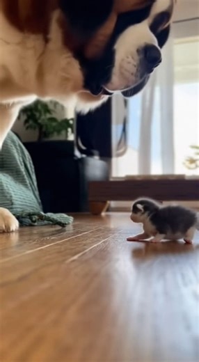 74K views · 2K reactions | The Kitten Made the Big Dog Shake Literally! Funny Newborn Moment #catlover #cutekittten #catcomedy #funnyvideo #cutecats #funnycats #CatsOfTikTok #tiktokpets #funnykittens | Funny Cats Hub | Facebook