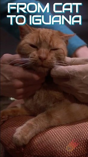 Did You Spot All 5 Cats on Star Trek?