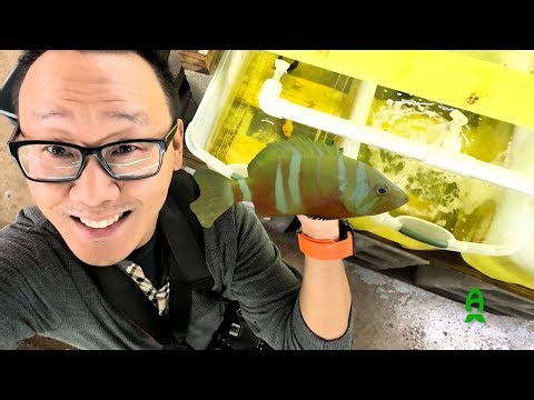 Witnessing one of the rarest fish in the industry. Neptune Groupers.