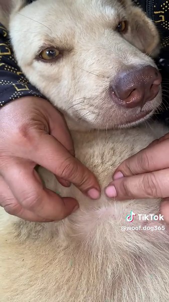 Lice removal #lice #viral #foryou #liceremoval