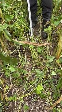 Week 16 documentation of a cover crop interseeded into a corn field near the Dodge Co Fairgrounds WI