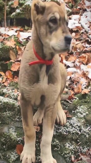 60K views · 686 reactions | Solo Bushcraft under the snowstorm, practice survival skills before SHTF. #bushcraft #bushcrafting #survival #survivalskills | Alaska Prepper | Facebook