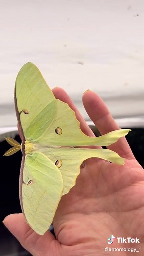 Male Luna Moth: Stunning Nature Footage