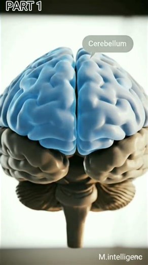 Central Nervous System Explained with Animation | Brain, Spinal Cord & CNS for Medical Students"