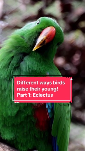 Fascinating Avian Mating Systems: Exploring Monogamy and Polyandry in Birds