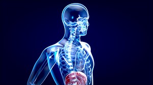 3d Motion Design Of Liver Anatomy Concept Stock Motion Graphics SBV-337822845 - Storyblocks