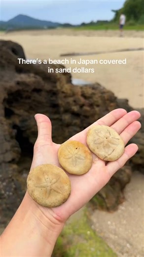 📍Sand Dollar Beach Okinawa, Japan ⭐️ #shells #oceanlife #shelling #okinawa #beaches #sanddollar | Beckylee M