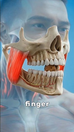 Masseter Is Stronger Than Your Quads