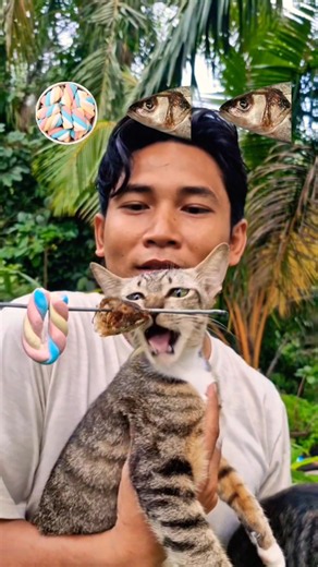 Food ASMR🍡🐟🐟 #shorts #reverse #food #mukbang #cat
