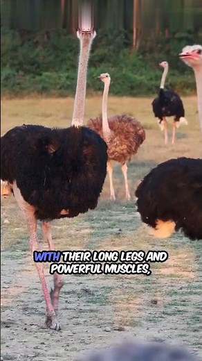 How Fast Can an Ostrich Run? #ostrichfacts #fastestbirds #amazinganimals