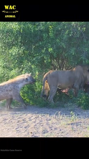 162K views · 2.8K reactions | Lion Vs Hyena #lion #hyena #wildlife | infofactnews | Facebook