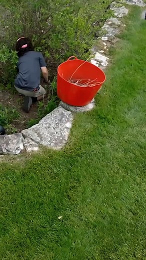 3.5K reactions · 77 shares | We plant today so the next generation can walk beneath their shade. Give today – and help us restore the forests that shaped our past and will protect our future. https://southernhighlandsreserve.org/donate/ #ForestRestoration #Conservation #GreenGifts #TreesForTomorrow #EnvironmentalImpact #Legacy #HopeInNature #RedSpruce #GiveToday #Donate | Southern Highlands Reserve | Facebook