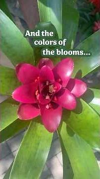 Bromeliads for butterflies