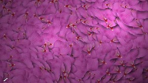 Animated Rose Petals Transition Stock Footage - Video of bright, environment: 34937145