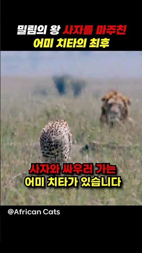 밀림의 왕 사자를 마주친 어미 치타의 최후