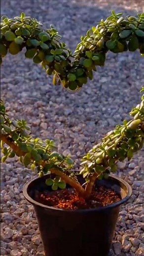Jade Plant into a Heart Shape Topiary🌿 Easy Topiary | Jade Plant Pruning