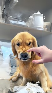 10 Dog Breeds: PERFECT for First-Time Owners! 😍 | 1 Minute Animals