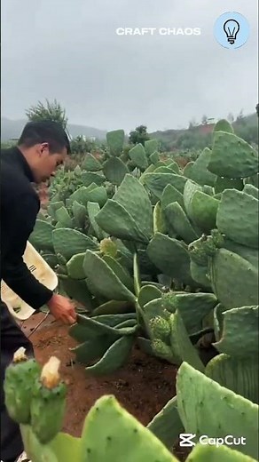 The process of cactus peer fruit harvesting