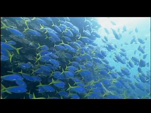 癒しの海 OCEAN BLUE SEA - AUSTRALIA オーストラリア GBR グレートバリアリーフ