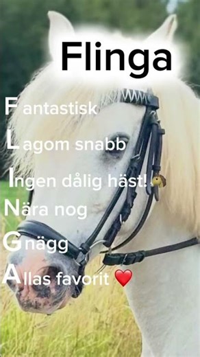Flinga är bäst #hästar#