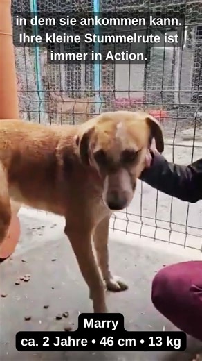 Sanfte Hündin Marry sucht Zuhause | Tierschutzhund aus Rumänien