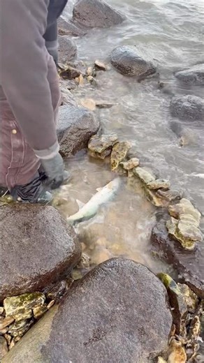 Temporary livewell to put & keep the fish fresh & alive #walleyefishing #fishinglife #subscribers