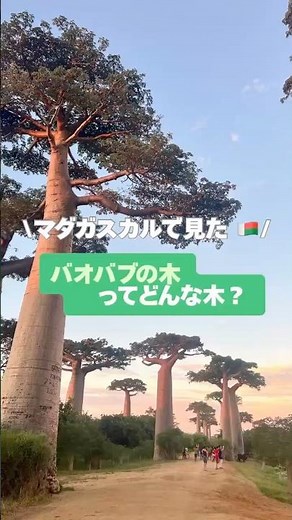 【マダガスカル】心奪われるバオバブの木