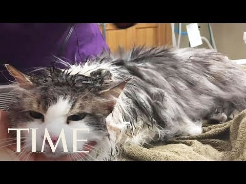 Frozen Cat In Montana Survives After Vets Thaw Her | TIME