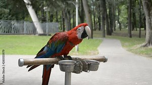 Beautiful gracious neo tropical macaw genus colorful plumage ara parrot bird with long narrow tail in close up