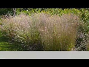 2025 Native Grasses MNG 2