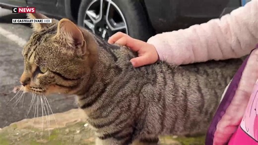 «Mon chat est revenu éventré» : un tueur de chats sévit dans le Var depuis près d'un an
