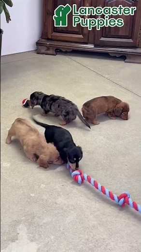 Sweet Miniature Dachshund Puppies
