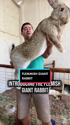 Replying to @Reigning_of a King The flemmish giant Rabbit is so cute 🥹 #flemishgiant #rabbit