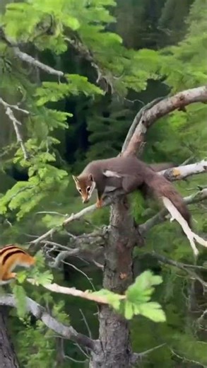 Sable #Wildlife #WildlifeDocumentary