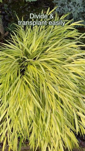 Update For Japanese Forest Grass, Hakonechloa Aureola - September 1, 2026