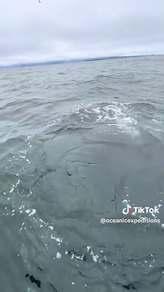 Explore Monterey's Whales and Underwater Canyon Adventure