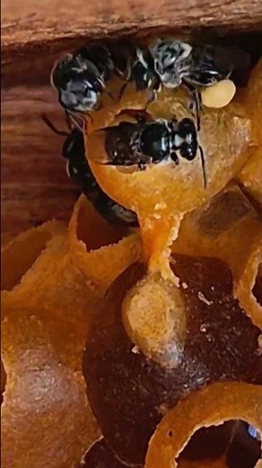 Watch this Australian native stingless bee deposit pollen into a pollen pot #bee #australia #wow