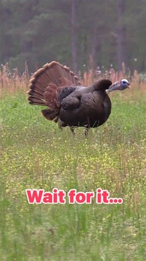 When turkey hunting meets gymnastics… #headoverheels #wayback #N1outdoors - - - #up #nowimup #nwtf #turkeyhunting #turkeyseason #gobbler #backflip #backflips #backflipchallenge #backflip360 #gymnasticslife #aerial #huntinglife #whatgetsyououtdoors #fieldandstream | N1 Outdoors