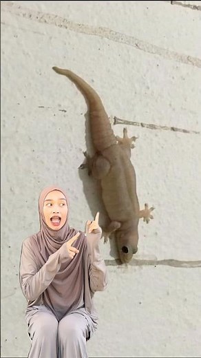 What does a gecko sound like?